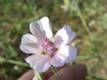 Althaea officinalis